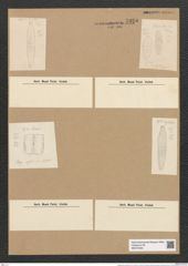 Plagiogramma costatum Grev. (de-Toni-Nr.: Genus 83, Species 2932) Zeichnungen Sammlung Grunow Nr. 5925 (NHMW-BOT-W0374390)